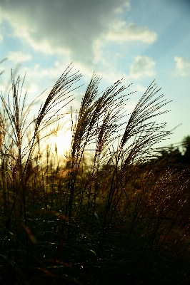 Tree nature grass horizon Photo