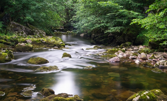 Tree water forest rock Photo