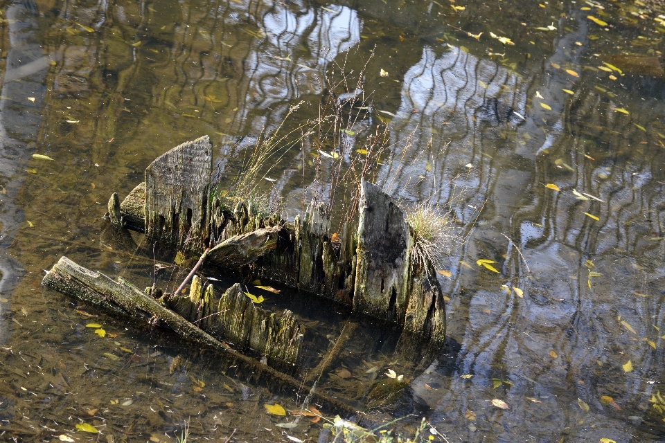 木 森 沼地 荒野
