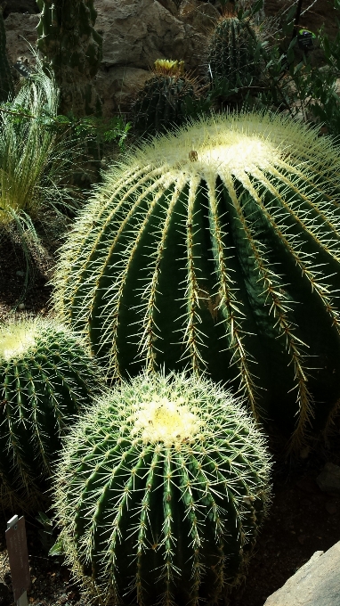 Albero natura cactus
 pianta