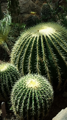 Tree nature cactus plant Photo