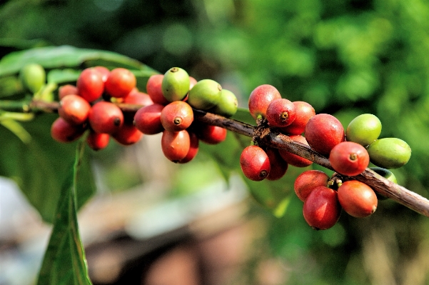 Tree nature branch coffee Photo