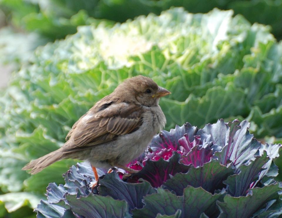 Nature oiseau fleur faune