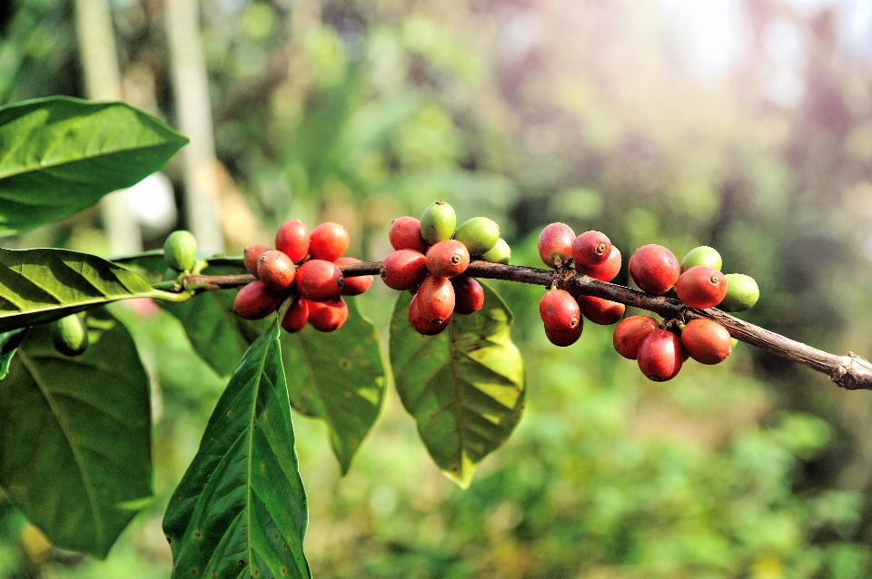 árbol naturaleza rama café