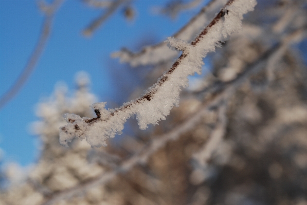 Tree nature branch snow Photo