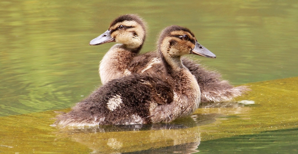 Woda natura ptak jezioro