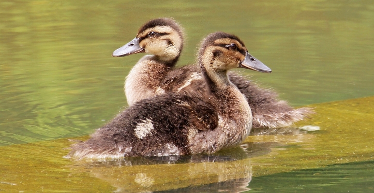 Water nature bird lake Photo