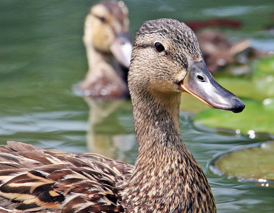 Water nature bird lake