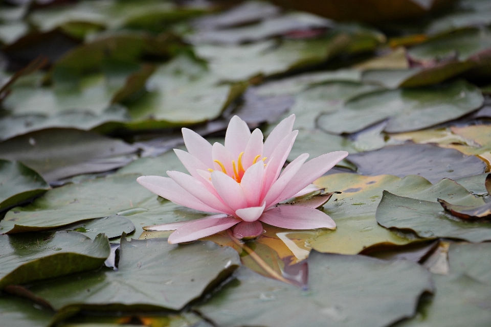 水 自然 开花 植物