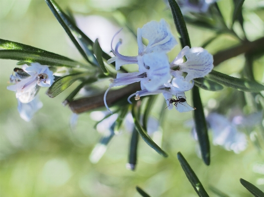 Blossom bokeh plant flower Photo