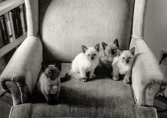 Photo Noir et blanc
 chien chaton chat