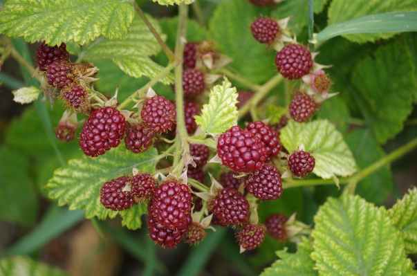 Plant fruit berry flower Photo