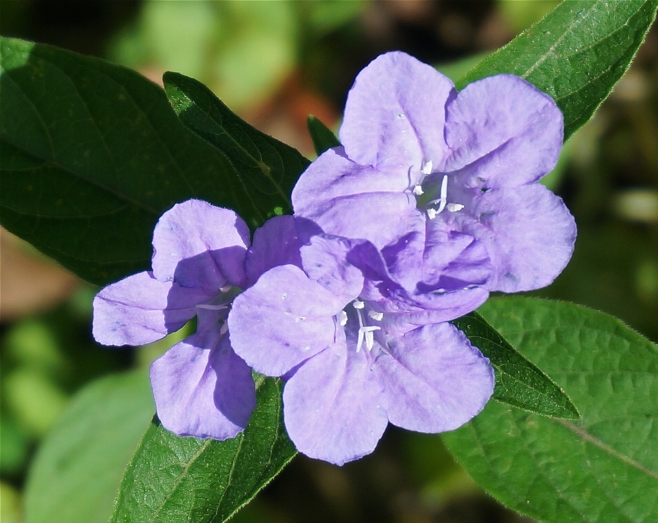 Natura foresta fiore pianta