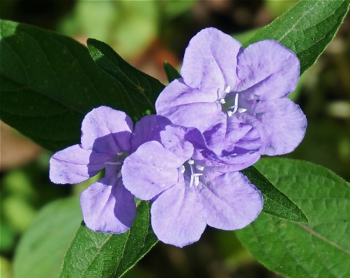 Nature forest blossom plant Photo