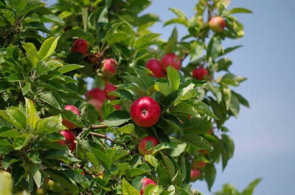 Tree branch blossom plant Photo