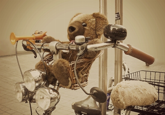 Bike animal cute bear Photo