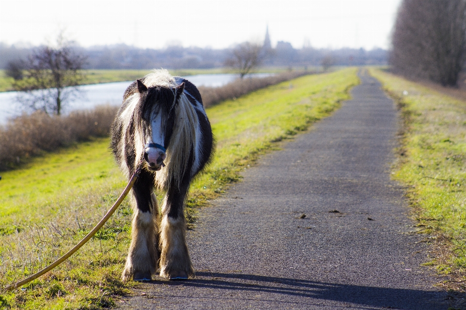 Grass meadow pasture horse