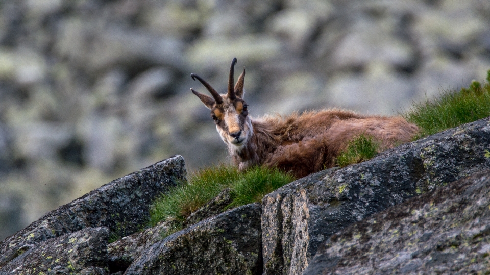 Paysage nature animal faune