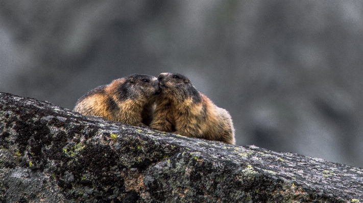 Foto Natureza animal animais selvagens pelagem