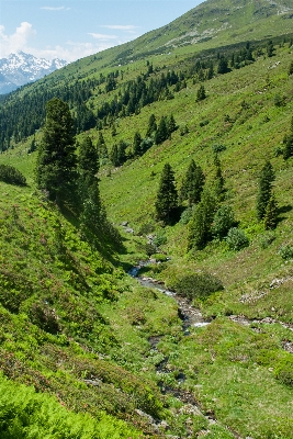 Landscape tree nature forest Photo