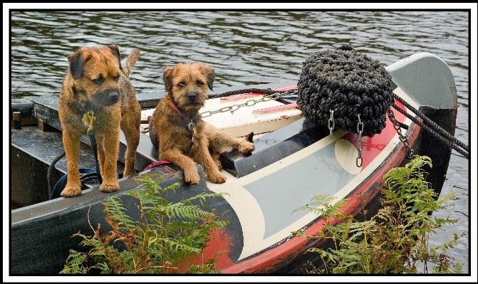 Foto Barca cane canale
 mammifero