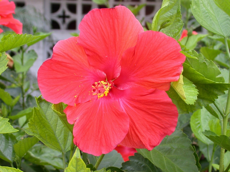 Natur blüte anlage blume