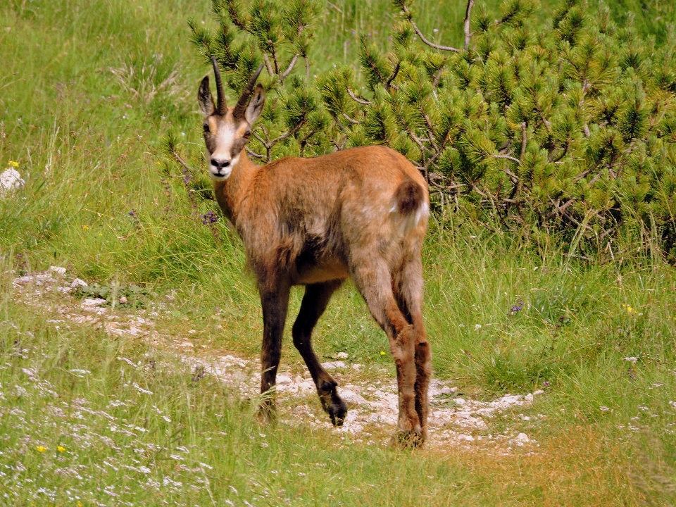 Natur berg pfad wiese
