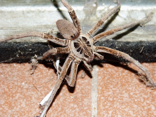 Insect fauna invertebrate close up Photo