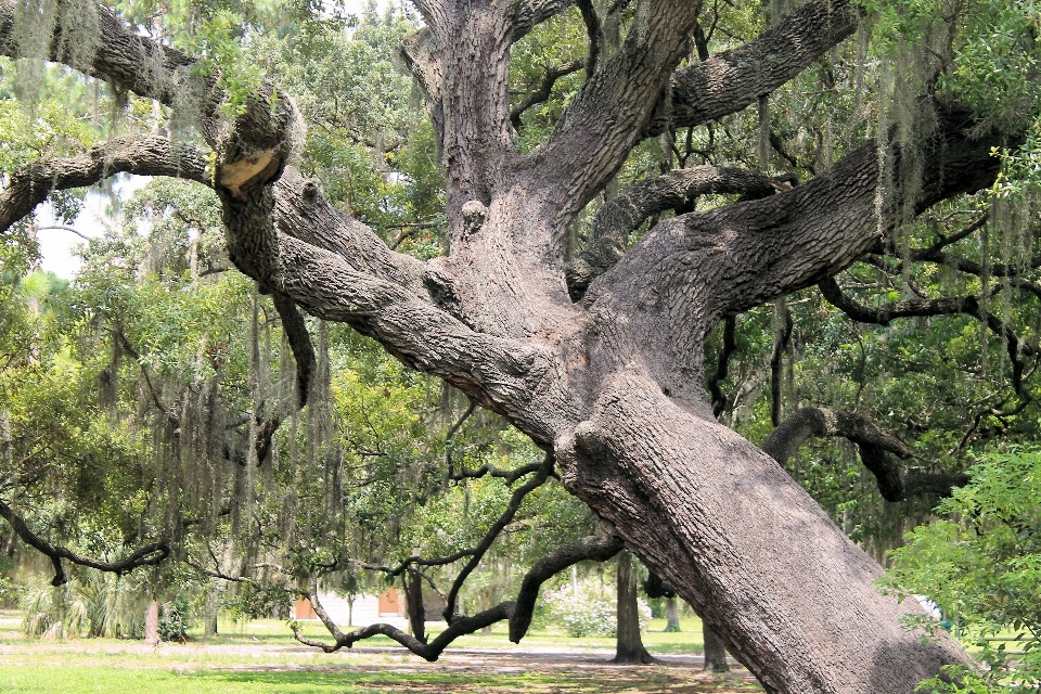 árbol naturaleza rama planta