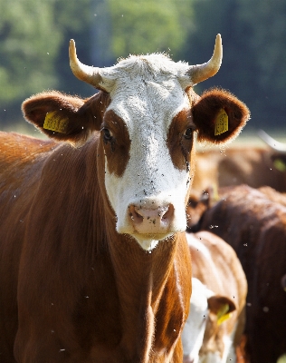 Nature farm meadow animal Photo