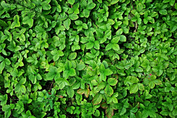 Grass growth plant lawn Photo