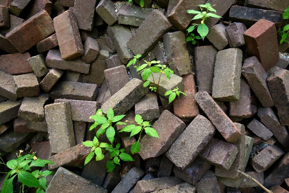 Naturaleza césped rock madera