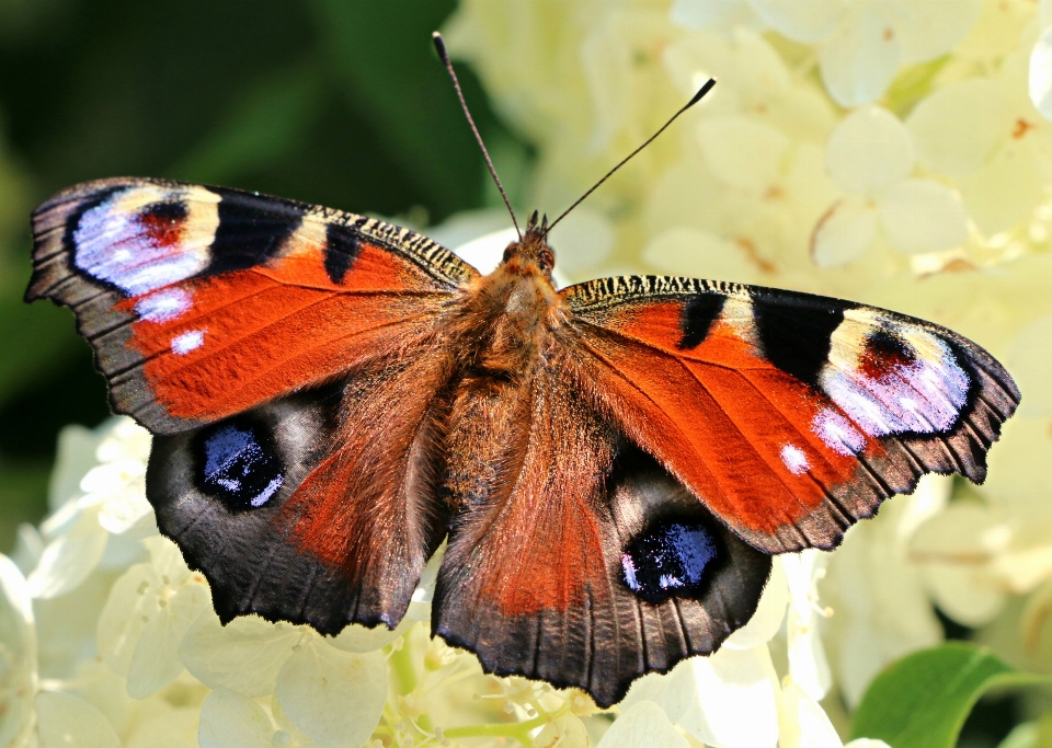 Aile la photographie fleur insecte