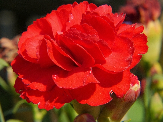 Blossom plant flower petal Photo