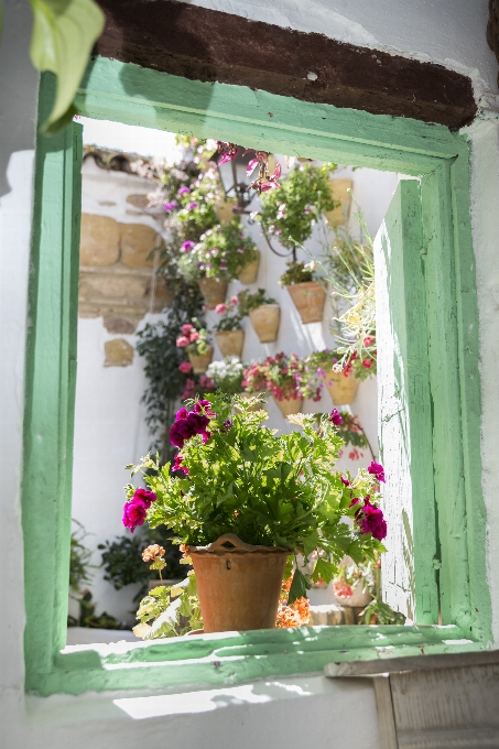 Planta casa flor ventana