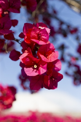 花 植物 葉 花弁 写真