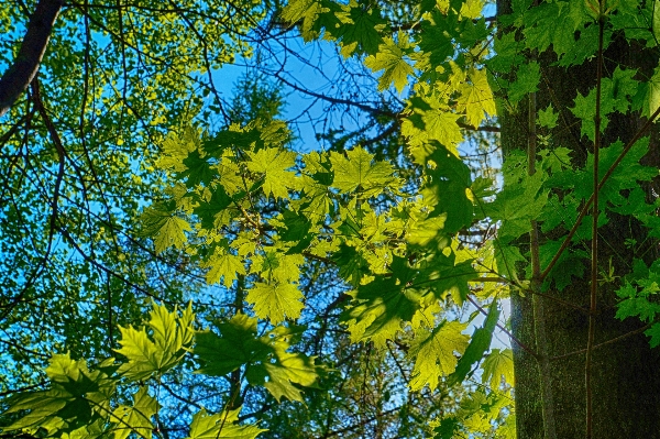 Tree nature forest branch Photo