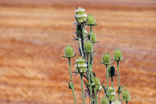 Nature grass prickly plant Photo