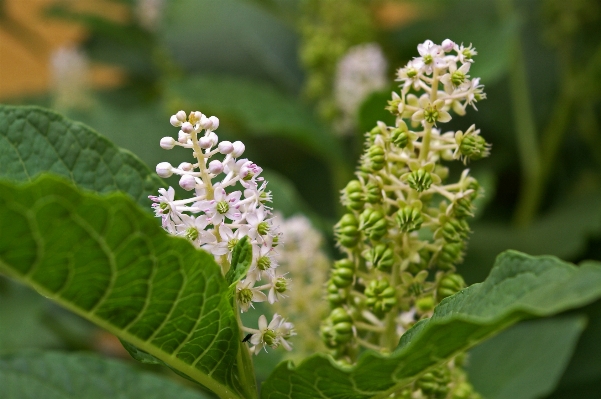 Nature blossom plant white Photo