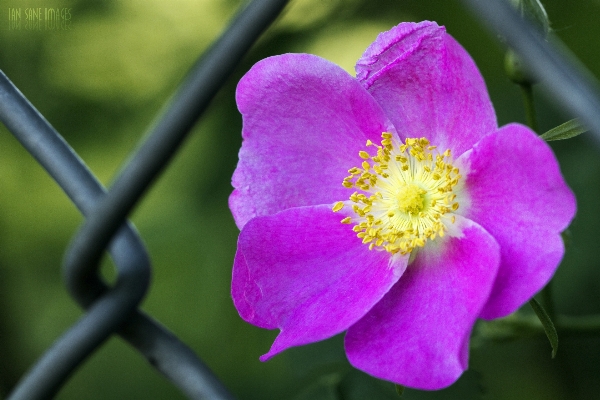 Blossom fence plant camera Photo