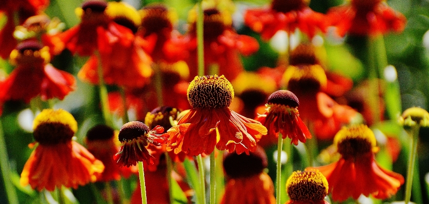 自然 植物 花 花弁 写真