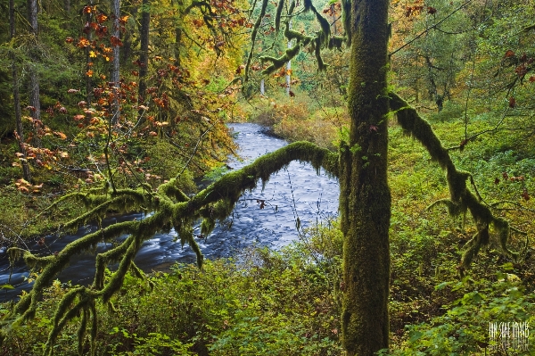 Tree nature forest creek Photo