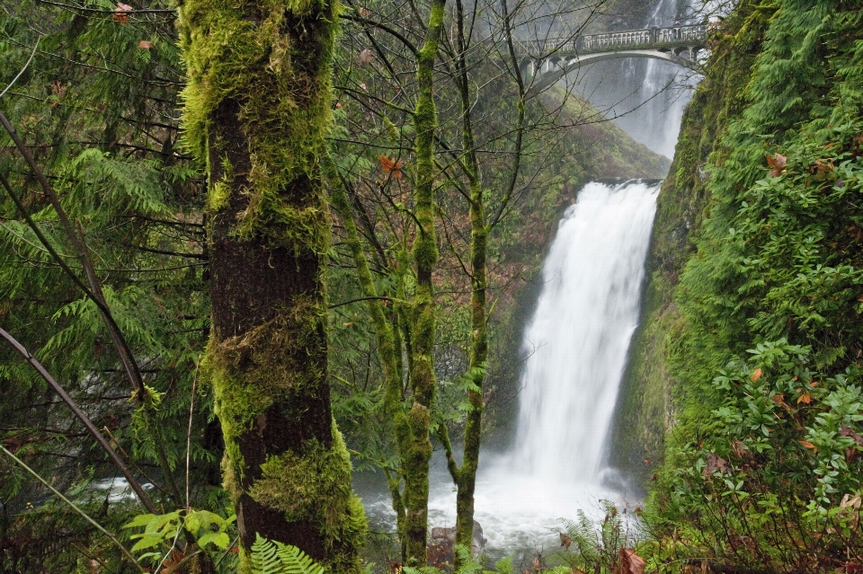 Paysage arbre eau nature