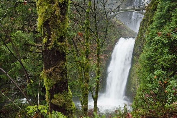 Landscape tree water nature Photo