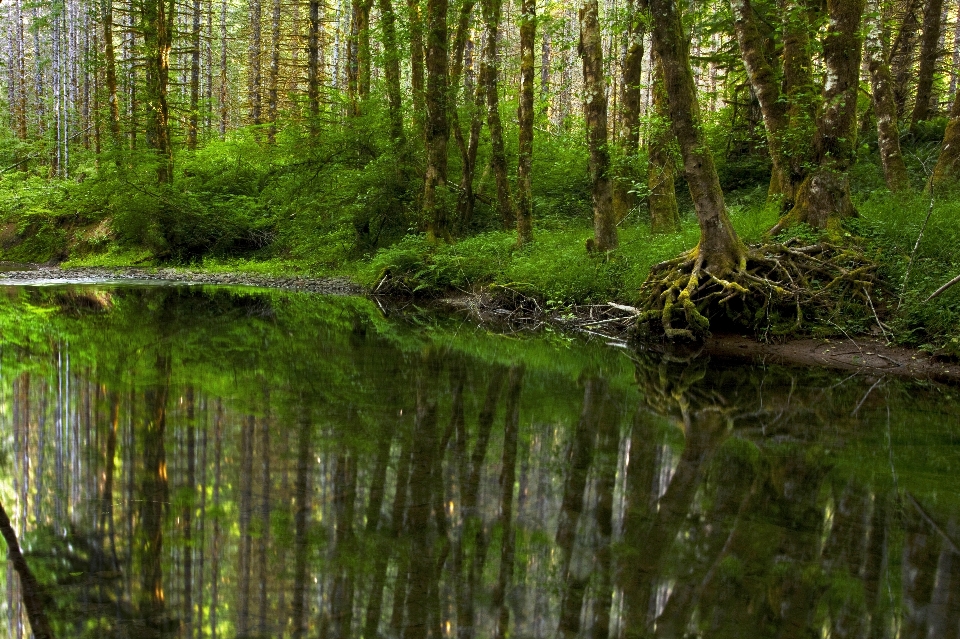 Landscape tree water nature