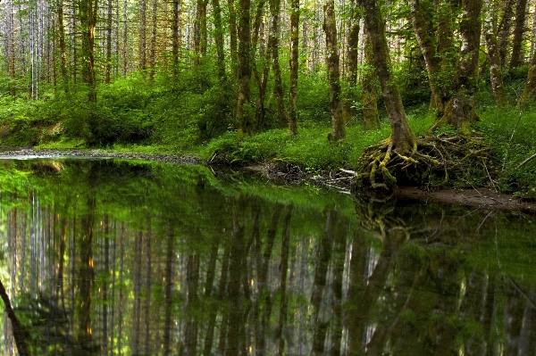 Landscape tree water nature Photo