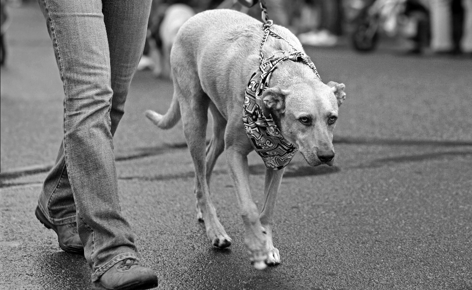 Noir et blanc
 blanc la photographie ville