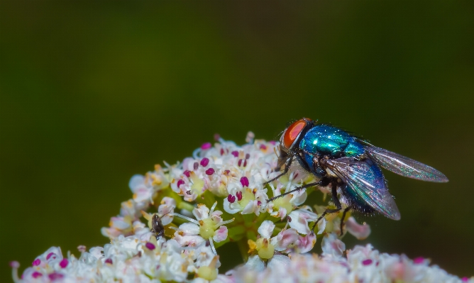 Zdjęcie Natura kwitnąć fotografia kwiat