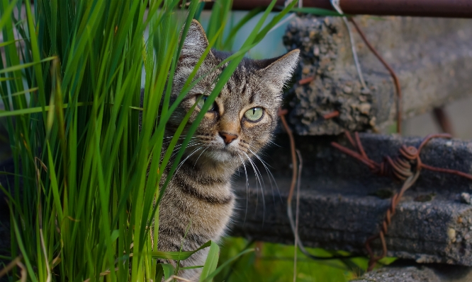 草 花 野生動物 子猫 写真