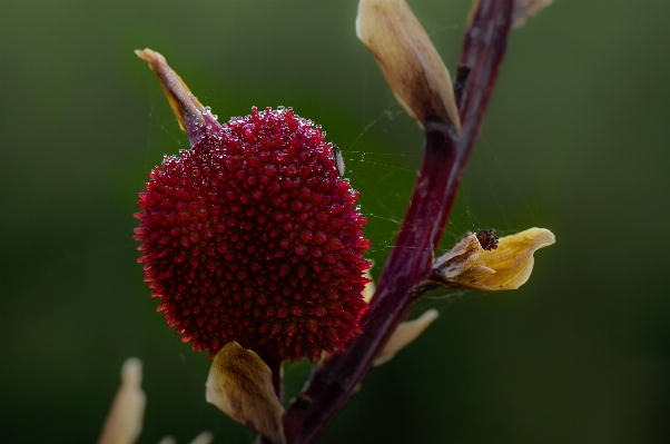 Nature blossom plant photography Photo